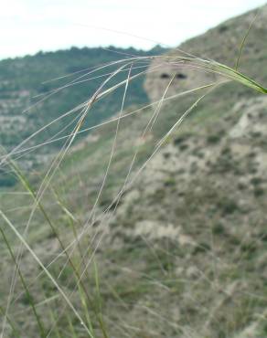 Fotografia 3 da espécie Stipa juncea no Jardim Botânico UTAD