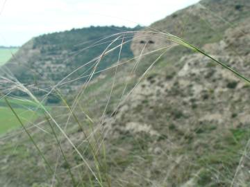 Fotografia da espécie Stipa juncea