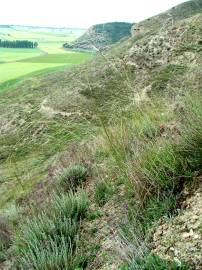 Fotografia da espécie Stipa juncea