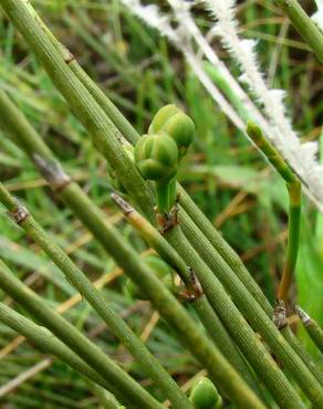 Fotografia 1 da espécie Ephedra distachya subesp. distachya no Jardim Botânico UTAD