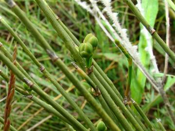 Fotografia da espécie Ephedra distachya subesp. distachya