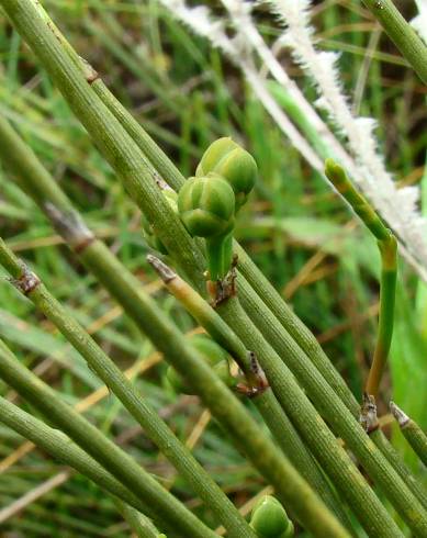 Fotografia de capa Ephedra distachya subesp. distachya - do Jardim Botânico