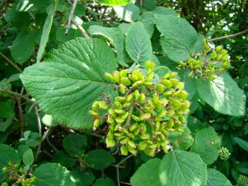 Fotografia da espécie Viburnum lantana