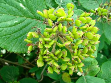 Fotografia da espécie Viburnum lantana