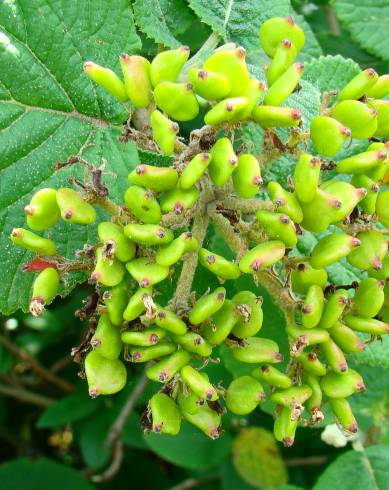 Fotografia de capa Viburnum lantana - do Jardim Botânico