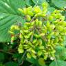 Fotografia 1 da espécie Viburnum lantana do Jardim Botânico UTAD