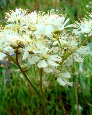 Fotografia da espécie Filipendula vulgaris