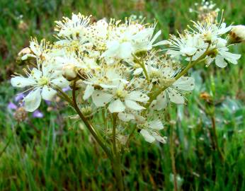 Fotografia da espécie Filipendula vulgaris