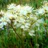 Fotografia 1 da espécie Filipendula vulgaris do Jardim Botânico UTAD