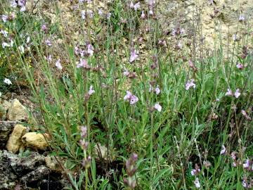 Fotografia da espécie Salvia lavandulifolia subesp. lavandulifolia