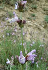 Fotografia da espécie Salvia lavandulifolia subesp. lavandulifolia