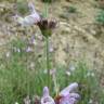 Fotografia 3 da espécie Salvia lavandulifolia subesp. lavandulifolia do Jardim Botânico UTAD