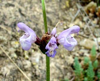 Fotografia da espécie Salvia lavandulifolia subesp. lavandulifolia