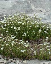 Fotografia da espécie Arenaria grandiflora