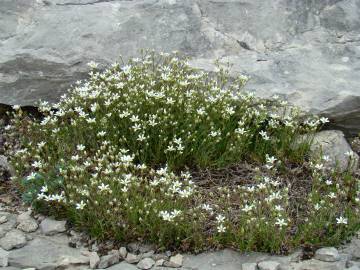 Fotografia da espécie Arenaria grandiflora subesp. grandiflora