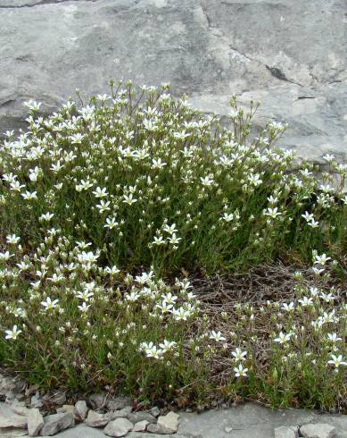 Fotografia de capa Arenaria grandiflora subesp. grandiflora - do Jardim Botânico