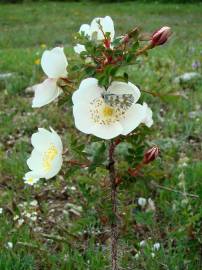 Fotografia da espécie Rosa pimpinellifolia subesp. pimpinellifolia