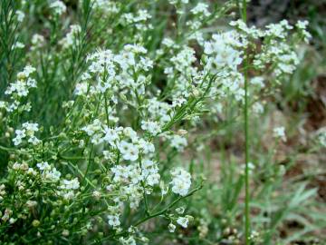 Fotografia da espécie Lepidium subulatum