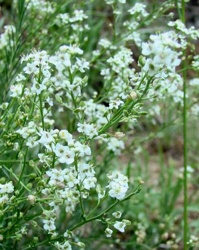 Fotografia de capa Lepidium subulatum - do Jardim Botânico