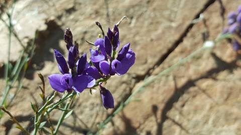 Fotografia da espécie Polygala microphylla