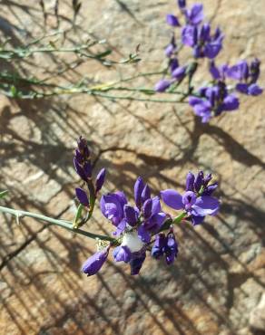 Fotografia 3 da espécie Polygala microphylla no Jardim Botânico UTAD