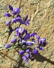 Fotografia da espécie Polygala microphylla