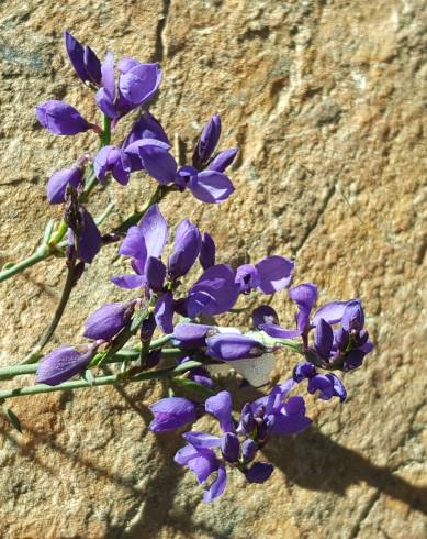 Fotografia de capa Polygala microphylla - do Jardim Botânico