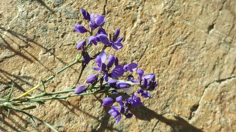 Fotografia da espécie Polygala microphylla