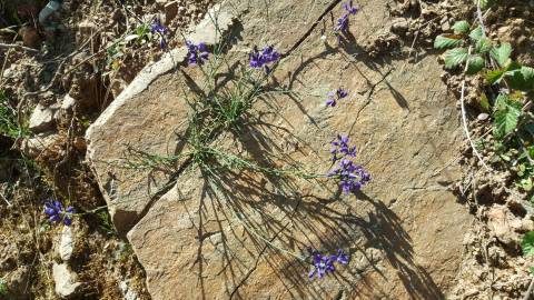 Fotografia da espécie Polygala microphylla