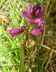 Polygala exilis