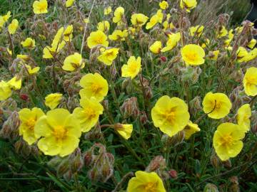 Fotografia da espécie Helianthemum hirtum