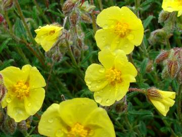 Fotografia da espécie Helianthemum hirtum