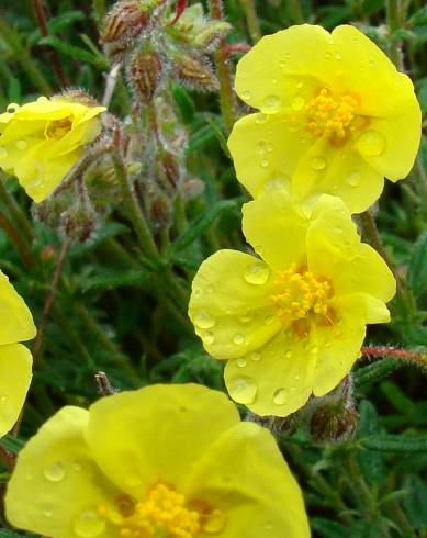 Fotografia de capa Helianthemum hirtum - do Jardim Botânico