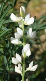 Fotografia da espécie Lupinus albus