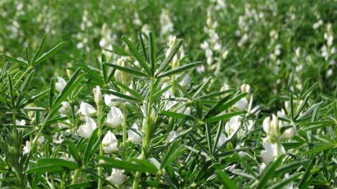 Fotografia da espécie Lupinus albus