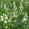 Fotografia 3 da espécie Lupinus albus do Jardim Botânico UTAD