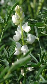 Fotografia da espécie Lupinus albus