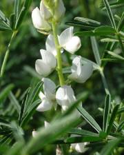 Fotografia da espécie Lupinus albus