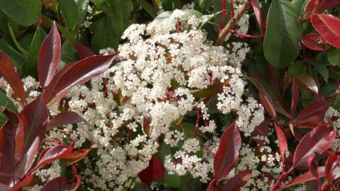 Fotografia da espécie Photinia x fraseri var. robusta