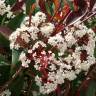 Fotografia 7 da espécie Photinia x fraseri var. robusta do Jardim Botânico UTAD