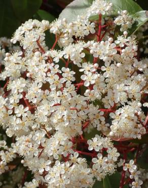 Fotografia 1 da espécie Photinia x fraseri var. robusta no Jardim Botânico UTAD