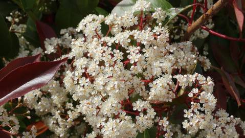 Fotografia da espécie Photinia x fraseri var. robusta