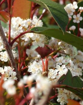 Fotografia 8 da espécie Photinia x fraseri var. robusta no Jardim Botânico UTAD