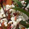 Fotografia 8 da espécie Photinia x fraseri var. robusta do Jardim Botânico UTAD