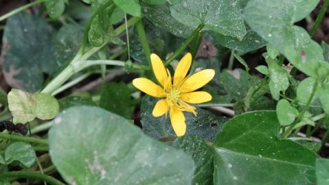 Fotografia da espécie Ranunculus ficaria subesp. ficaria