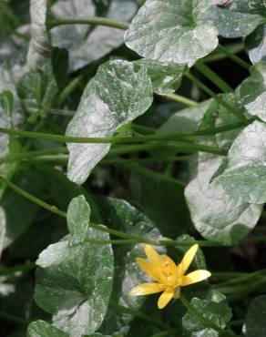Fotografia 3 da espécie Ranunculus ficaria subesp. ficaria no Jardim Botânico UTAD