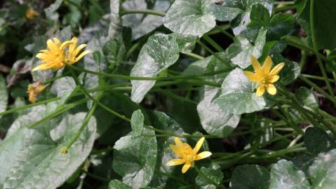 Fotografia da espécie Ranunculus ficaria subesp. ficaria