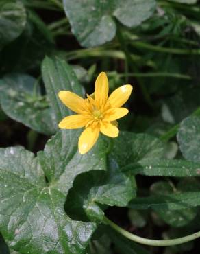 Fotografia 4 da espécie Ranunculus ficaria subesp. ficaria no Jardim Botânico UTAD