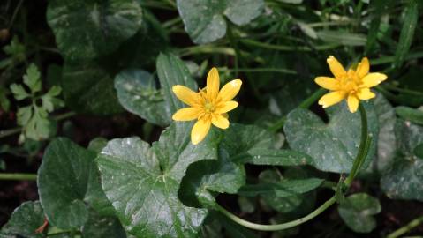 Fotografia da espécie Ranunculus ficaria subesp. ficaria