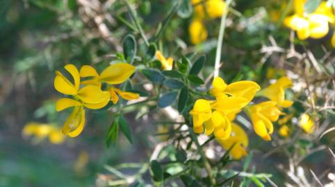 Fotografia da espécie Genista anglica